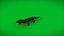 3D model Salamander