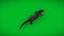 3D model Salamander