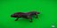 3D model Salamander