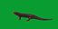 3D model Salamander