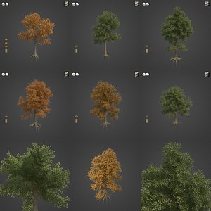 3D 2021 PBR London Plane Tree Collection - Platanus X Acerifolia