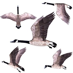 Rigged low poly Canadian Goose