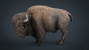American bison