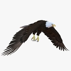 3d model bald eagle pose 6