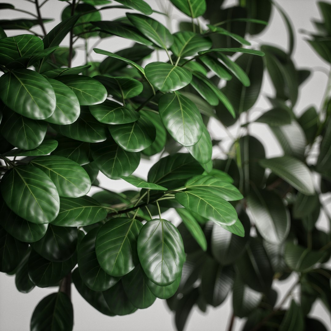3D model plants set 10 https://p.turbosquid.com/ts-thumb/p1/aXw9xK/FgmywLlN/ps10_07/jpg/1569220749/1920x1080/fit_q87/5c26efaea70710bd0fed23cda33b633eea9a58fa/ps10_07.jpg
