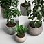 植物セット10