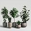 植物セット10