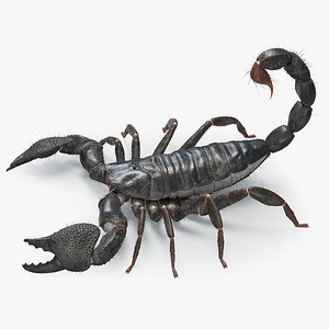 Black Emperor Scorpion with Fur