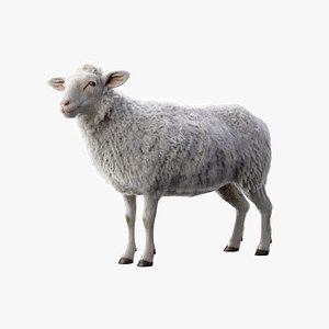 Sheep RIGGED model