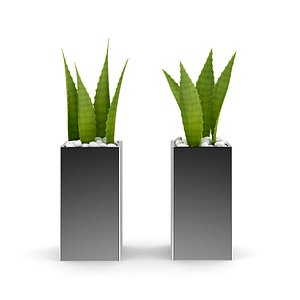 3d model double aloe plant