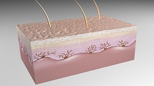 3D epidermis layers skin model