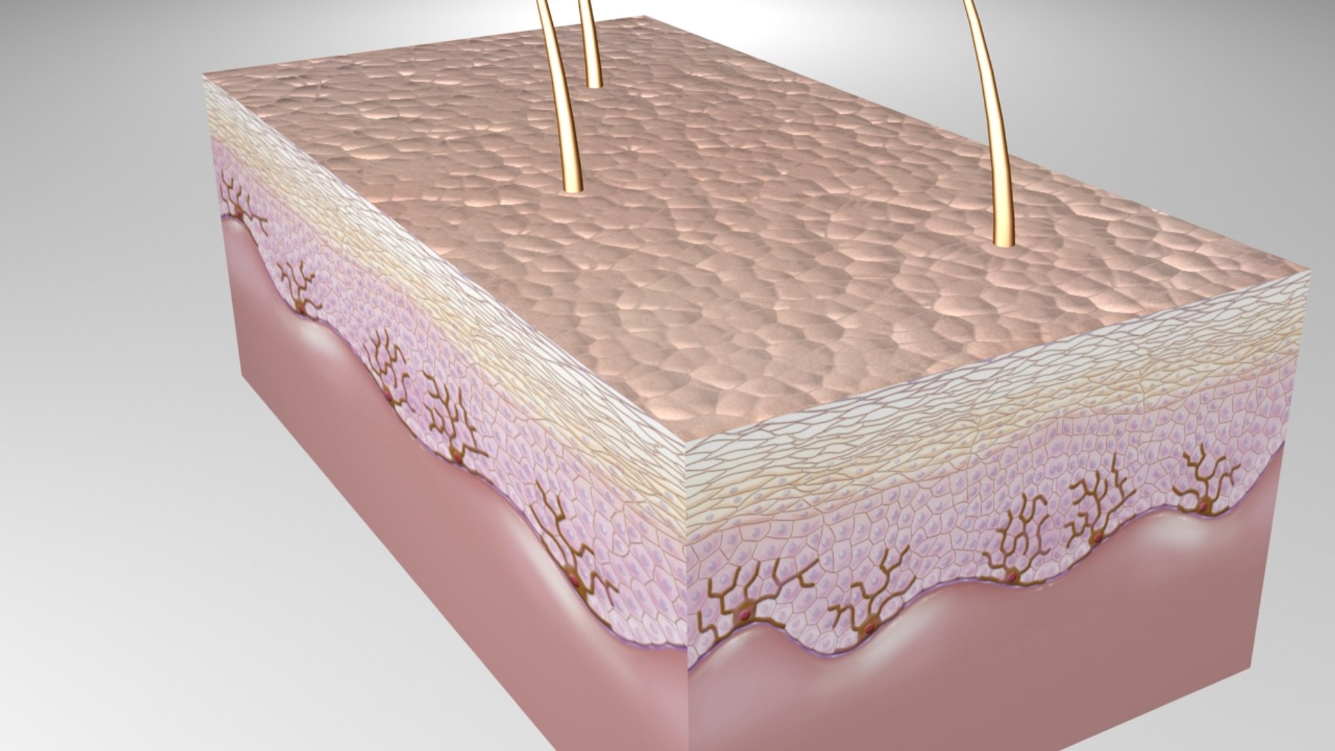 3D Epidermis Layers Skin Model - TurboSquid 1222353