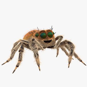 Spider FUR Facial Blend Shapes