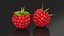 Red Ripe Raspberry