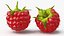 Red Ripe Raspberry