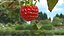 Red Ripe Raspberry