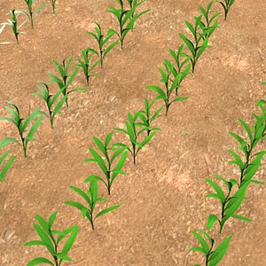 corn field 3d model