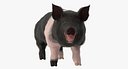 Hampshire Pig Sow with Fur Rigged 3D Model