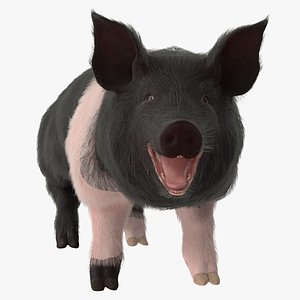 Hampshire Pig Sow with Fur Rigged 3D Model