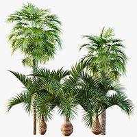 AV Sabal Palmetto Cabbage Palm and Bottle palm tree hyophorbe lagenicaulis