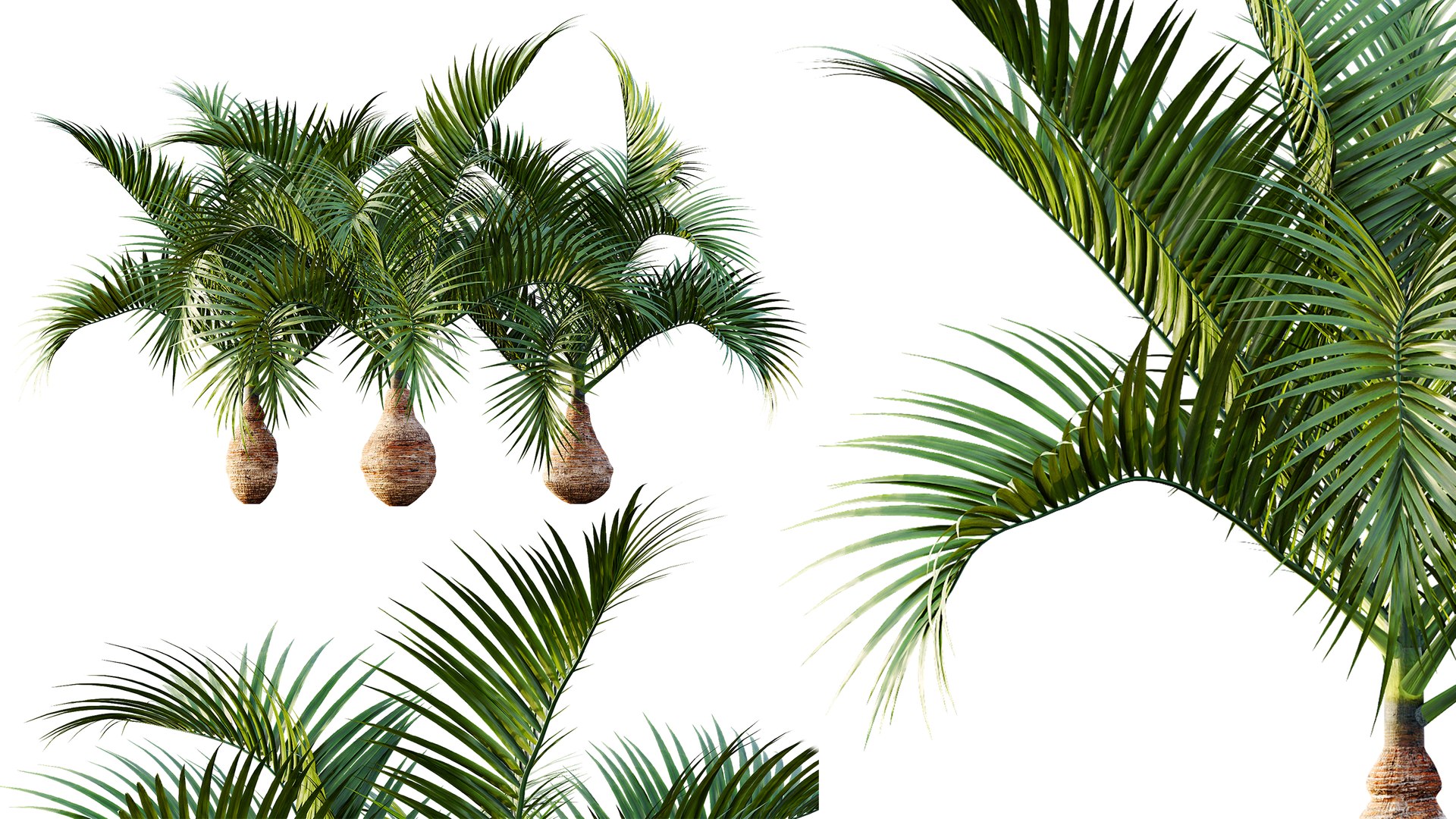 3D AV Sabal Palmetto Cabbage Palm and Bottle palm tree hyophorbe lagenicaulis model https://p.turbosquid.com/ts-thumb/p2/EZFiRk/HB/05/png/1765350651/1920x1080/fit_q87/9d3d873a0a17c701e7077f9dfd1159e32a3e0acb/05.jpg
