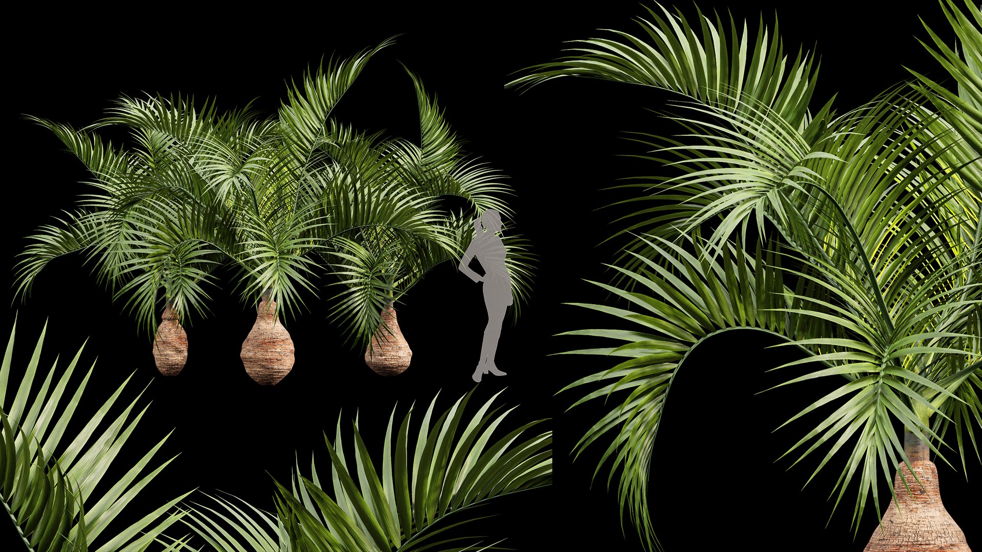 3D AV Sabal Palmetto Cabbage Palm and Bottle palm tree hyophorbe lagenicaulis model https://p.turbosquid.com/ts-thumb/p2/EZFiRk/LS/06/png/1765350652/1920x1080/fit_q87/0f7bf2db71d177c2f3a88445d58d04dd8d045b5e/06.jpg