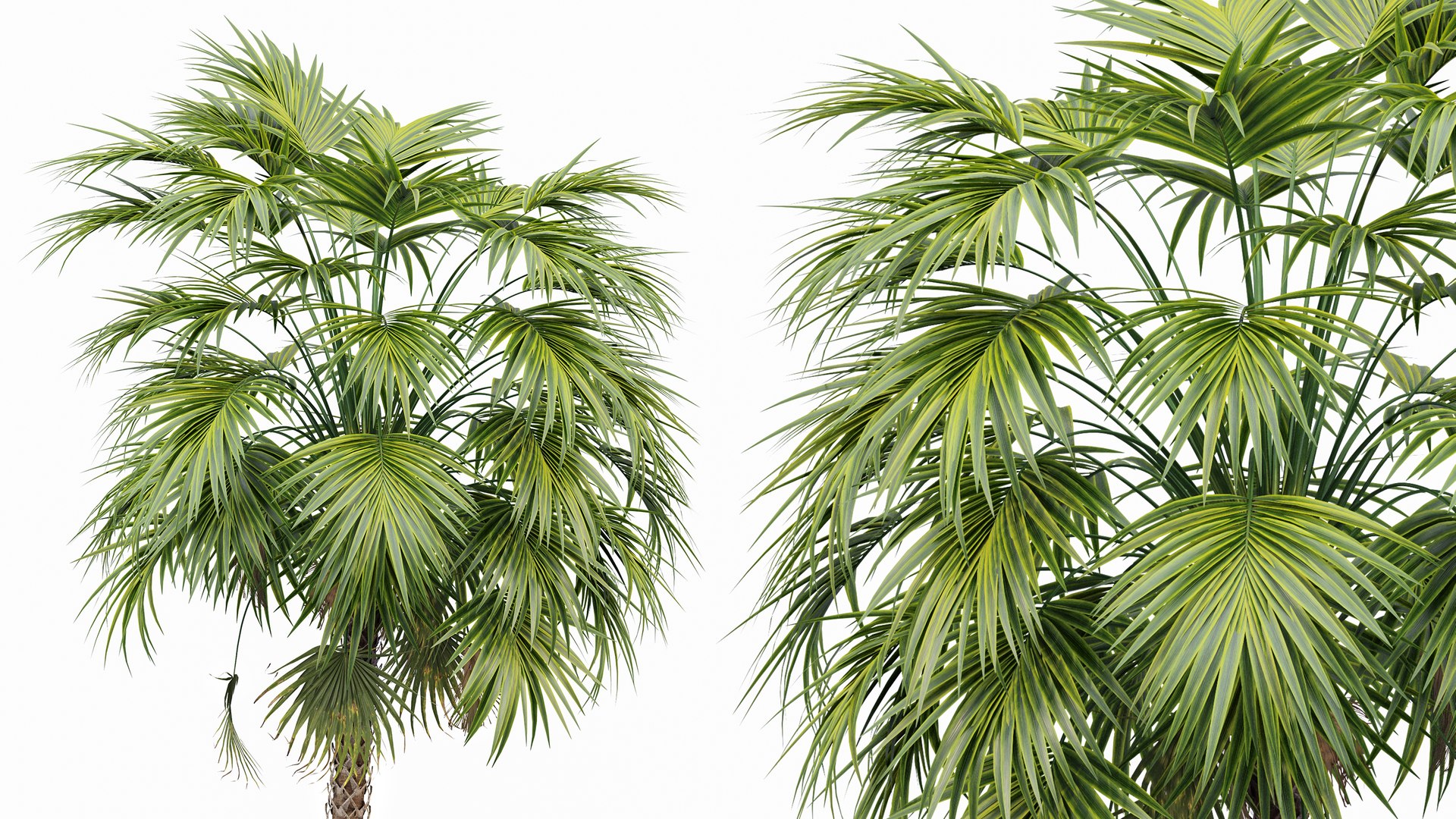 3D AV Sabal Palmetto Cabbage Palm and Bottle palm tree hyophorbe lagenicaulis model https://p.turbosquid.com/ts-thumb/p2/EZFiRk/ZY/04/png/1765350652/1920x1080/fit_q87/409761f0c13bad3ca011e7f37609bbc10fb51318/04.jpg