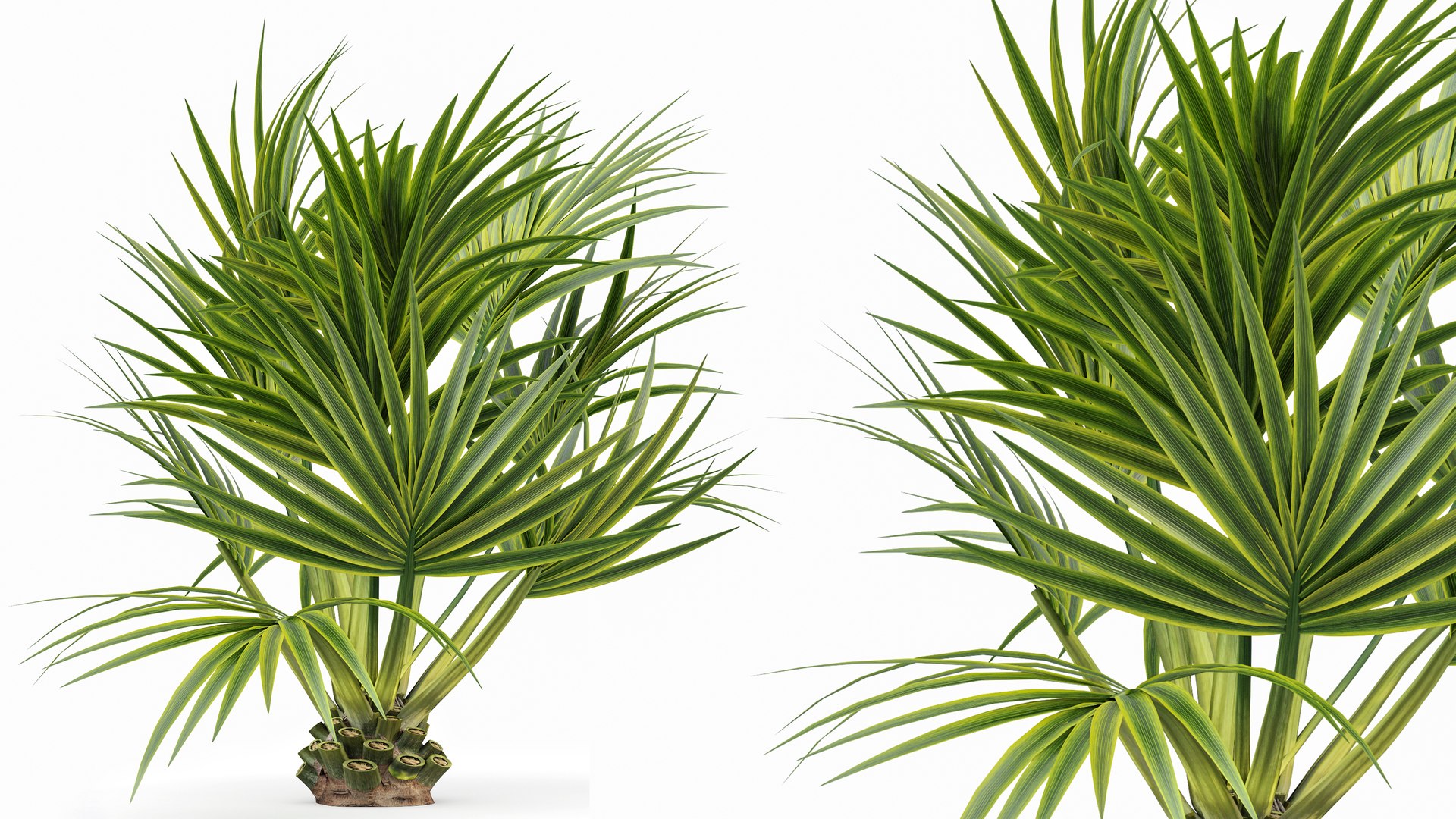 3D AV Sabal Palmetto Cabbage Palm and Bottle palm tree hyophorbe lagenicaulis model https://p.turbosquid.com/ts-thumb/p2/EZFiRk/xO/02/png/1765350650/1920x1080/fit_q87/88ec8f9df1f606bf13b8e38e3826786310edb19f/02.jpg