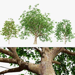True Cinnamon Tree 3D Asset 3D model