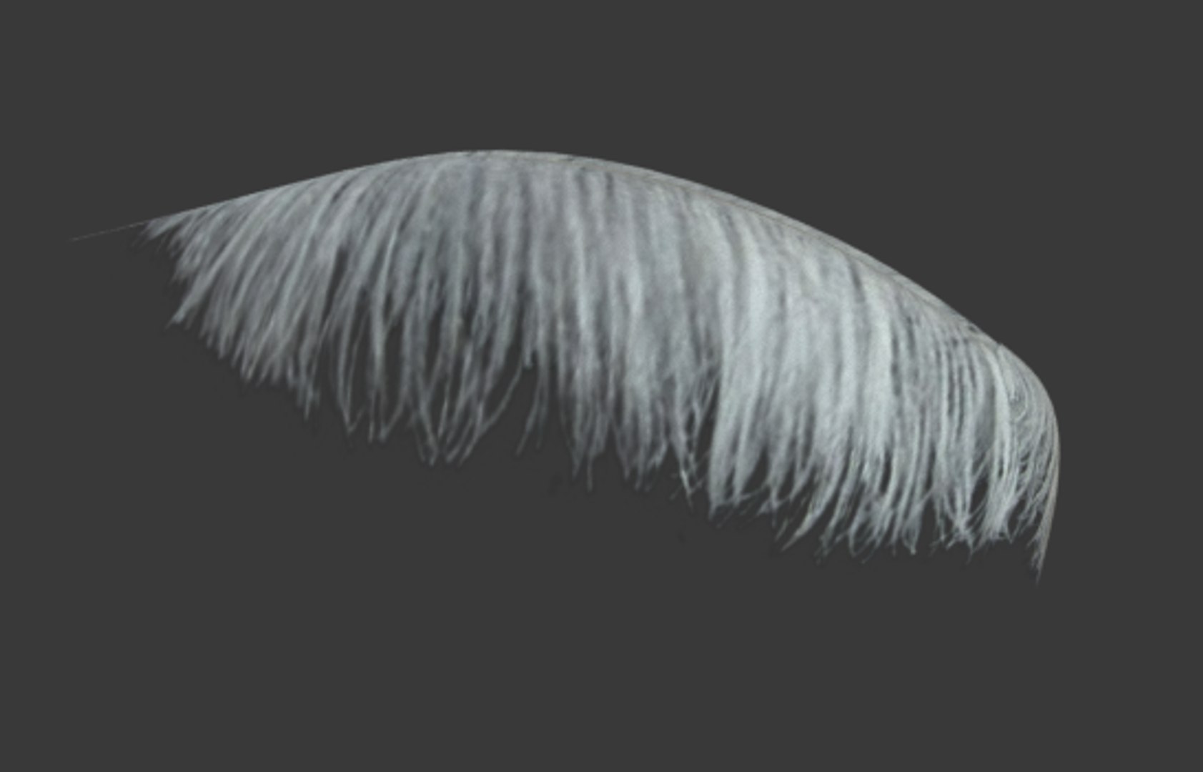 3D ostrich feather https://p.turbosquid.com/ts-thumb/p2/GSMKAi/VfrwBIRI/4/png/1511084653/1920x1080/fit_q87/e6cc0b9417525384e99f99f9701ad60d3287b70c/4.jpg