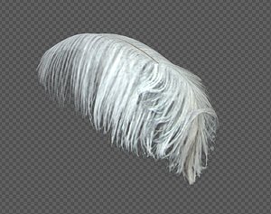 Ostrich Feather