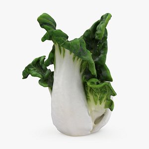 White Bok Choy 02