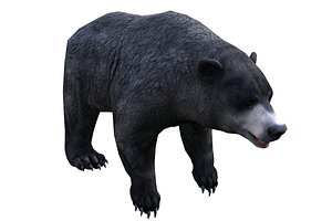 animals mammal bear 3D
