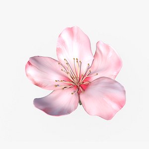 3D Sakura Flower 