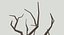 Bare Desert Tree 02 Low Poly