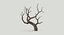 Bare Desert Tree 02 Low Poly