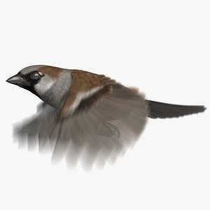 3D house sparrow animation model