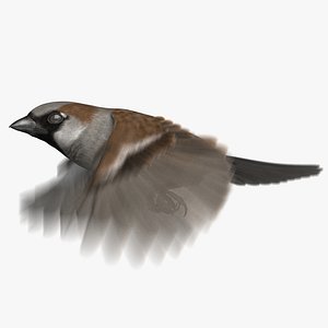 House Sparrow (Animated)