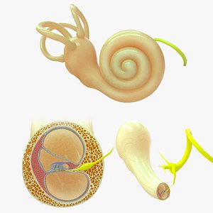 Human Ear Cochlea Section