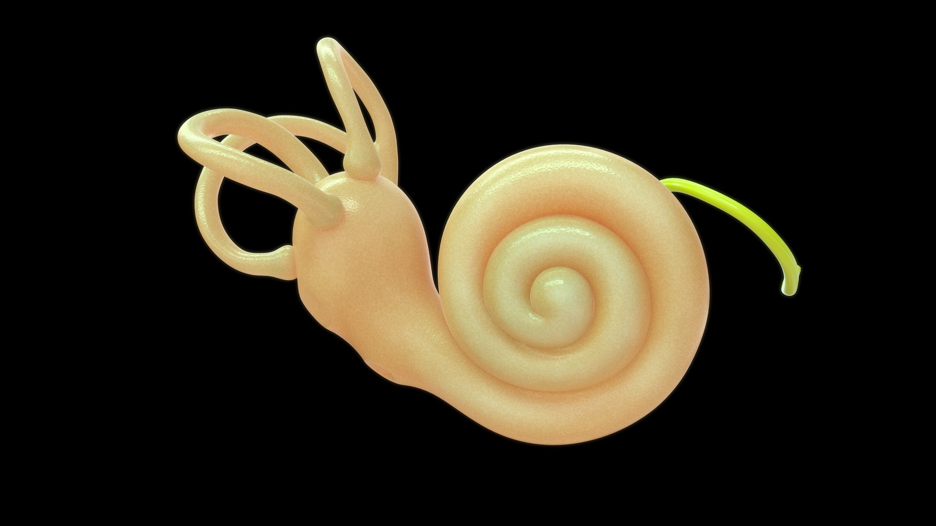 3D Human Ear Cochlea Section Model - TurboSquid 2190651
