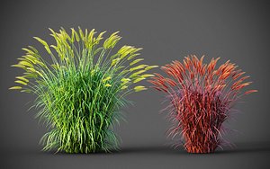 XfrogPlants Fountain Grass - Pennisetum Setaceum 3D model
