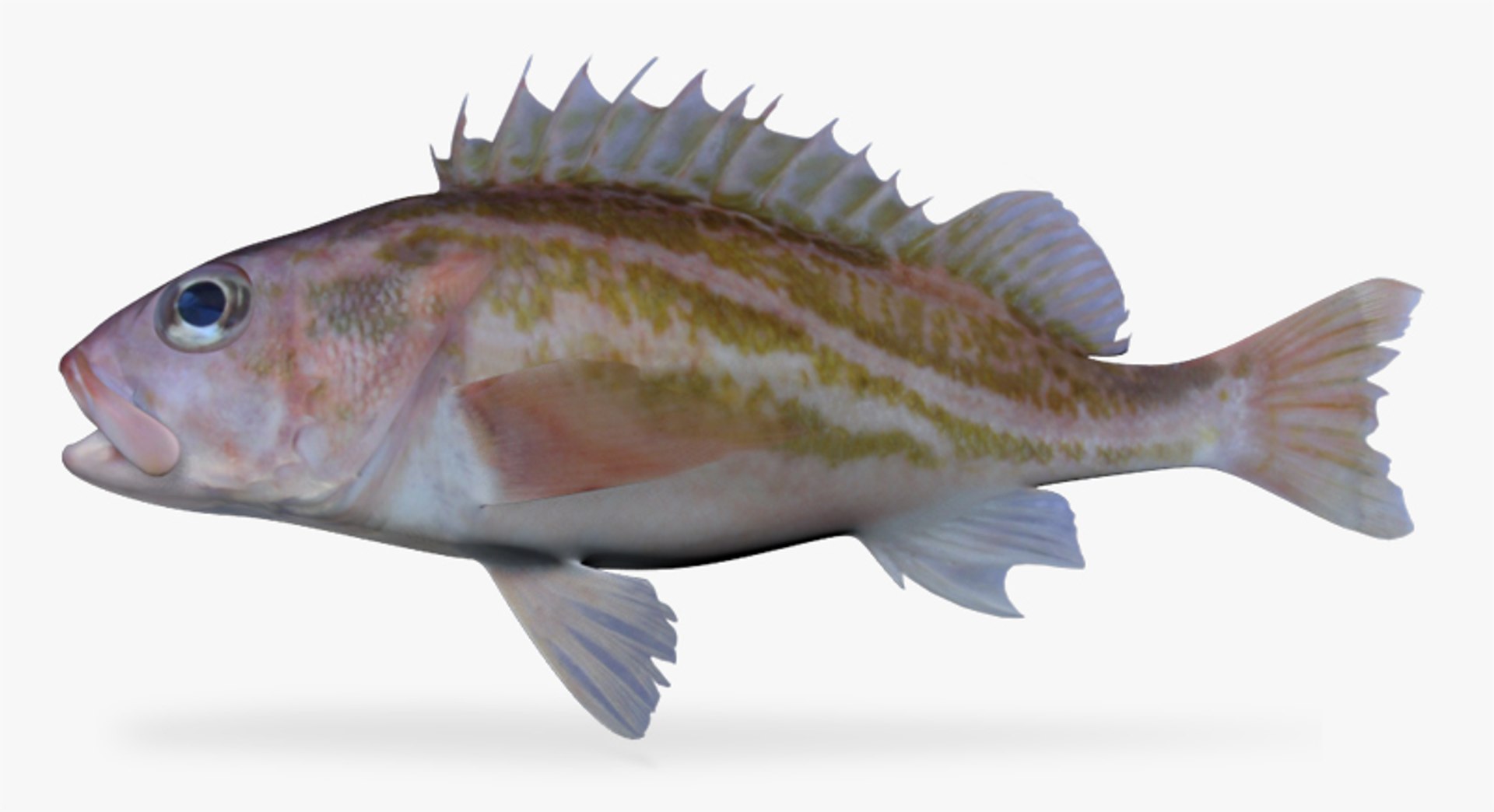 greenstriped rockfish 3d model