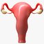Female Reproductive System