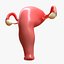 Female Reproductive System
