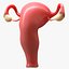 Female Reproductive System