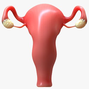 female reproductive 3D model