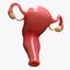 Female Reproductive System