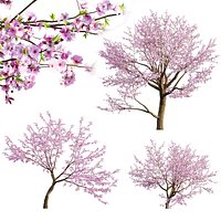 Prunus persica - Peach trees - Nectarine trees