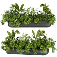 Collection plant vol 325 - indoor - banana - cinema 4d - 3dmax