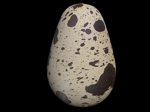3d quail egg